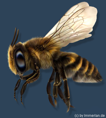 Honigbiene