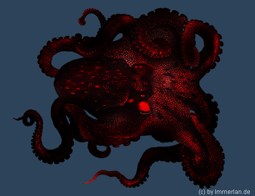Glutkrake