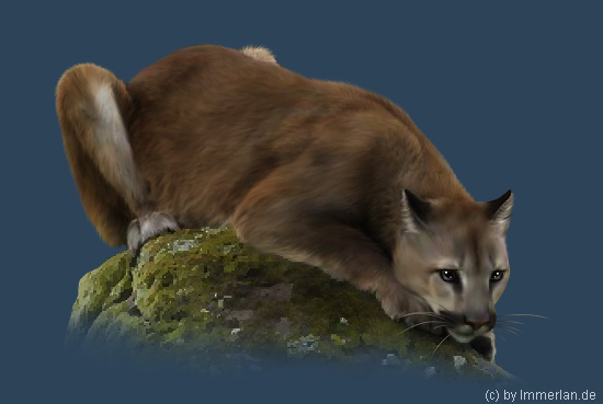 Huutokissa oder Schreikatze