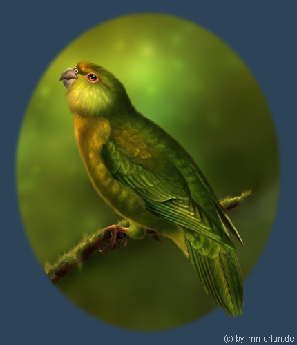 Eulenpararua