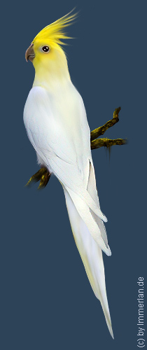 Feenpararua
