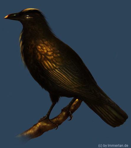 Goldrabe oder Fitheach&ograve;r