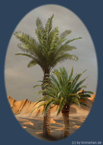 Dattelpalme
