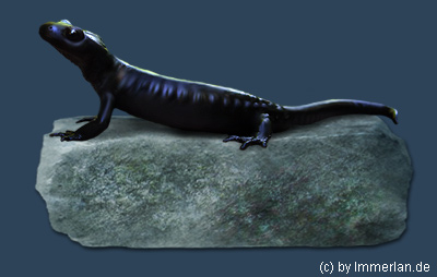 Bergsalamander