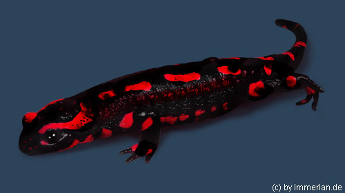 Rubinsalamander