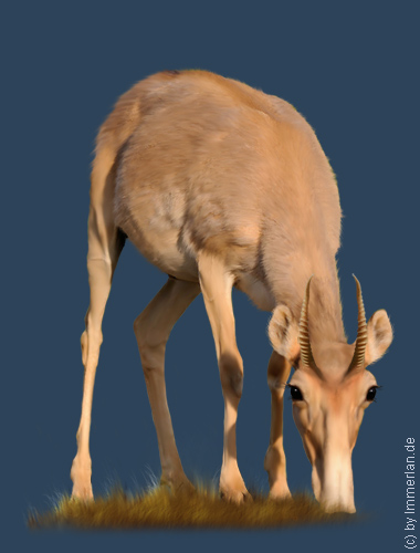 Dungazelle