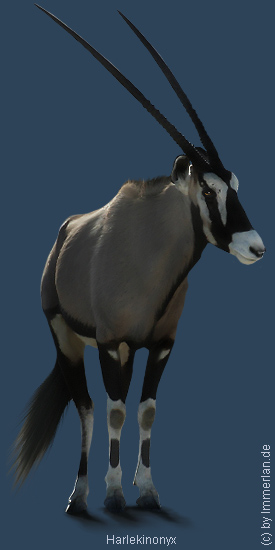 Harlekinonyx