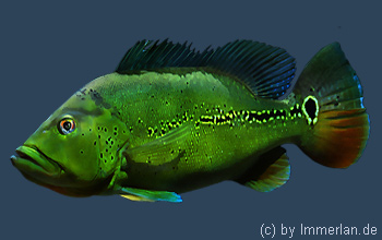 S&icirc;rin Saigear&icirc;l