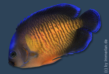 Ca&ecirc;srocom&acirc;hi