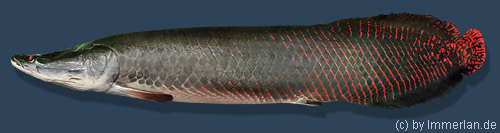 Gro&szlig;er Rotfisch