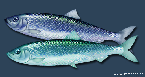 Blauhering und Silberhering