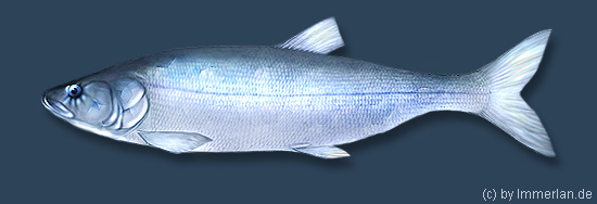 Wei&szlig;flosse oder Kenever