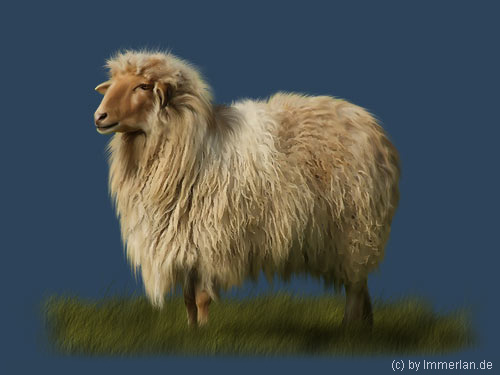 Goldschaf