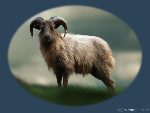 Soay