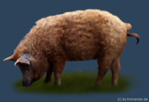 Wollschwein
