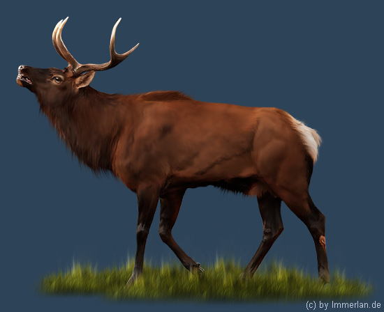 Kobhirsch