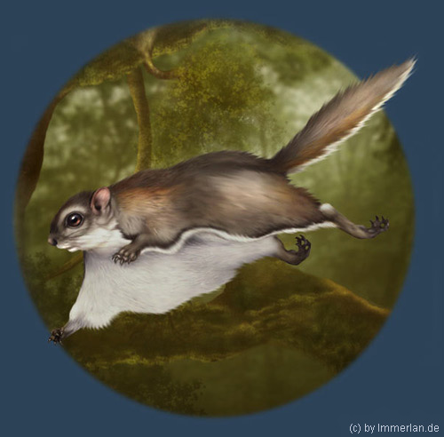 Liito Orava oder Immerfroster Flughörnchen