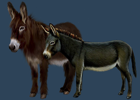 Die Esel und Maultiere der Immerlande