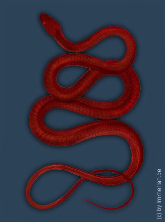 Blutpython