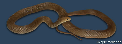 Taipan