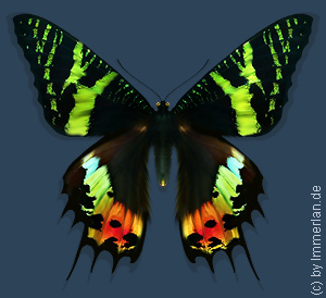 Amrielolir