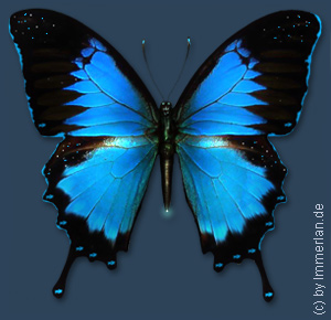 Blauer Ritter