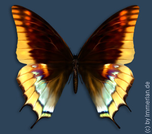 Herbsthimmelfalter