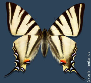 Morgentaufee