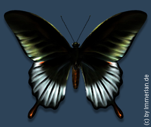 Schattenjungfer