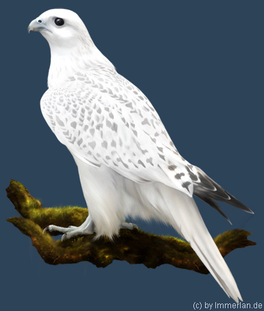Gerfalke