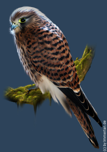 Schellenfalke