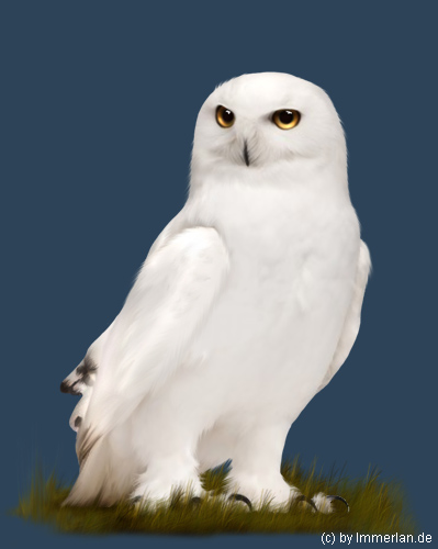 Schneeeule