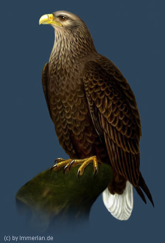 Seeadler