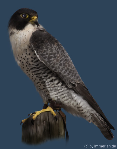 Windfalke