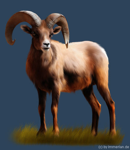 Caoramór