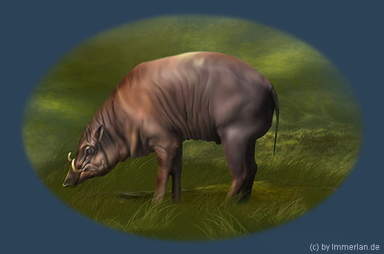 Babirusa