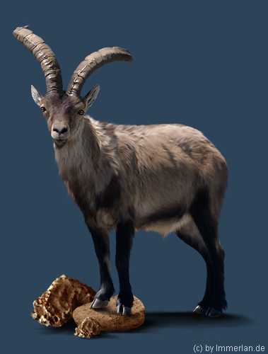 Isard