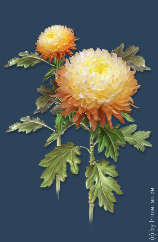Goldblume