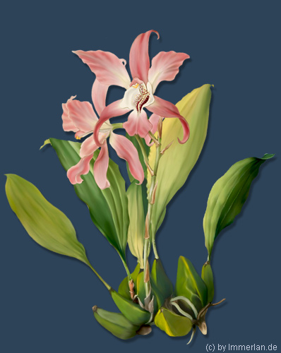 Orchidea