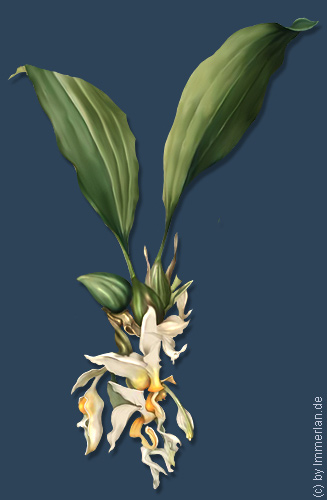 Orchidea
