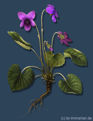 Schwalbenblume