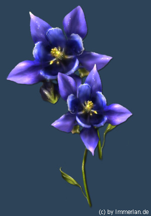 Adlerkralle oder Akelei