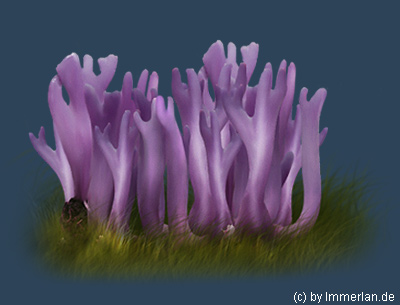 Korallenpilz