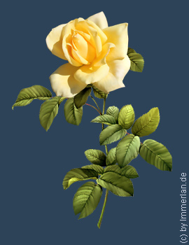 Elfenbeinrose