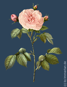 Gemeine Bauernrose