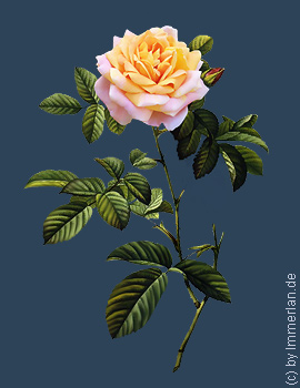 Nitokrisrose