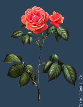 Niuserisrose