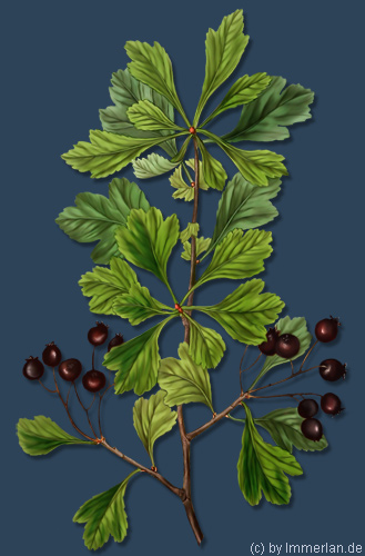 Immerfroster Dornenbusch