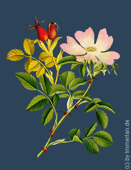 Heckenrose