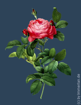 Renairisrose
